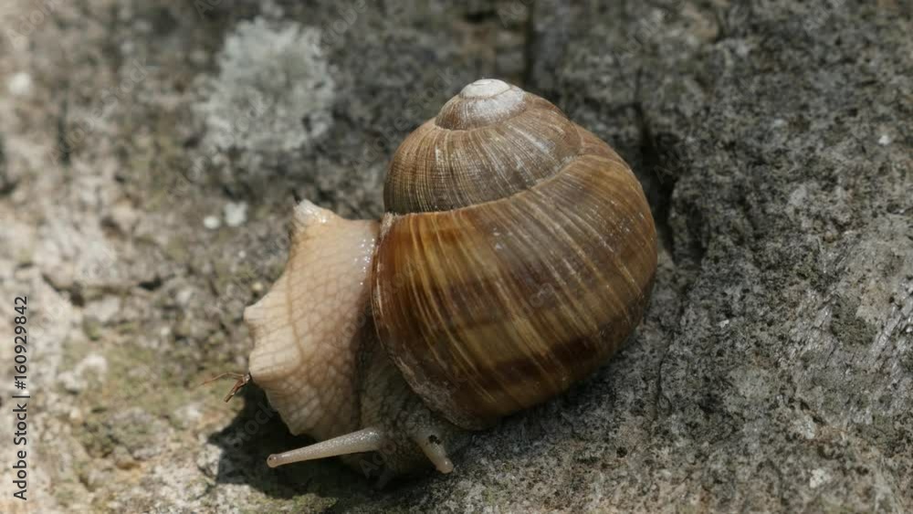 Roman or Burgundy snail on the stone close-up 4K 2160p 30fps UltraHD footage - Helix pomatia escargot slow moving 3840X2160 UHD video Roman or Burgundy snail on the stone close-up 4K 2160p 30fps UltraHD footage - Helix pomatia escargot slow moving 3840X2160 UHD video