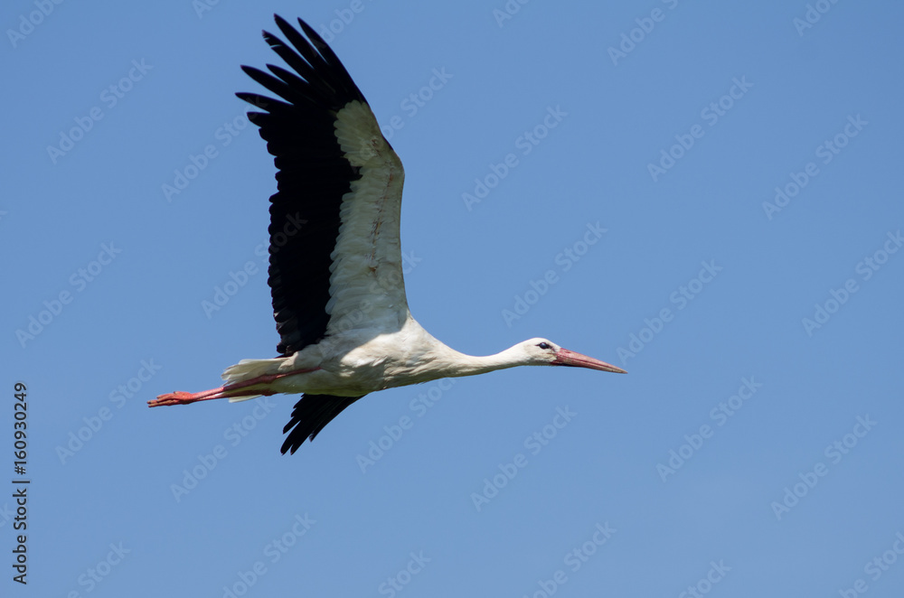 Obraz premium White stork (Ciconia ciconia)
