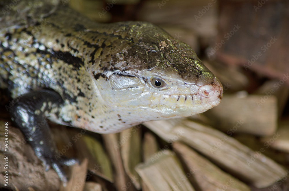 Close up view of a Lizard. Close up view of a Lizard.