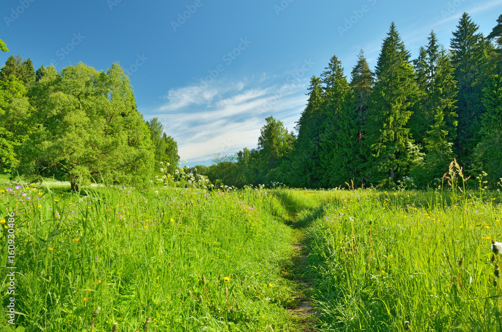 Fototapeta premium The natural landscape in the spring.