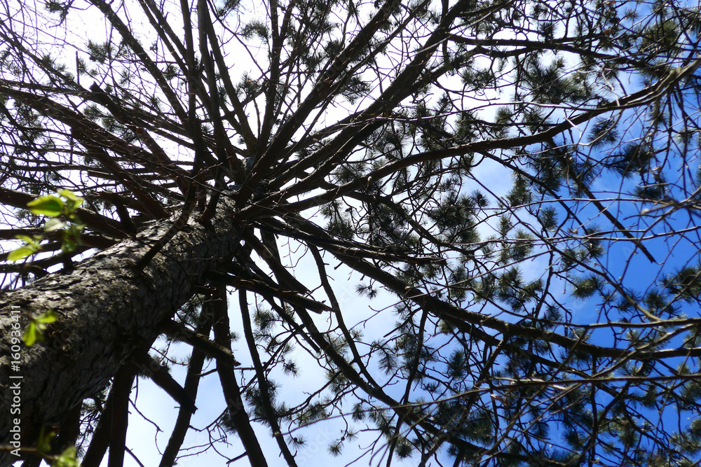 Tra gli alberi Tra gli alberi