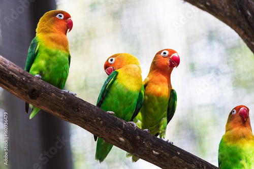 beautiful parrots in a tree