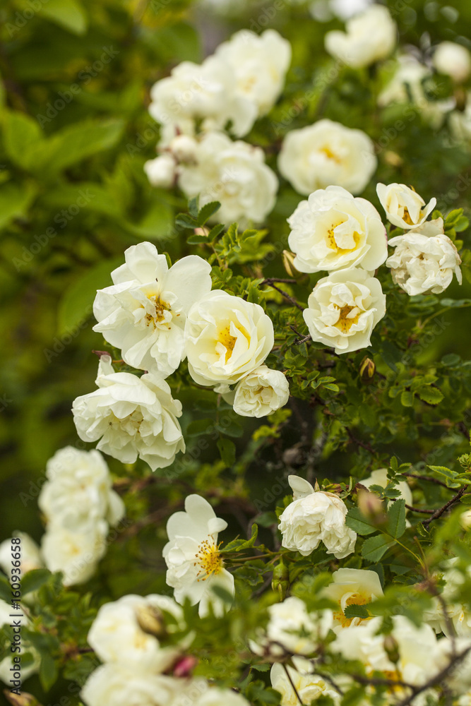 Rosa pimpinellifolia, the burnet rose (also known as Scotch Rose), which is particularly associated with Scotland, where it is traditionally referenced in poetry and song. Rosa pimpinellifolia, the burnet rose (also known as Scotch Rose), which is particularly associated with Scotland, where it is traditionally referenced in poetry and song.
