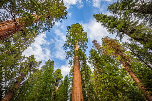 Giant sequoia trees in Sequoia National Park, California, USA