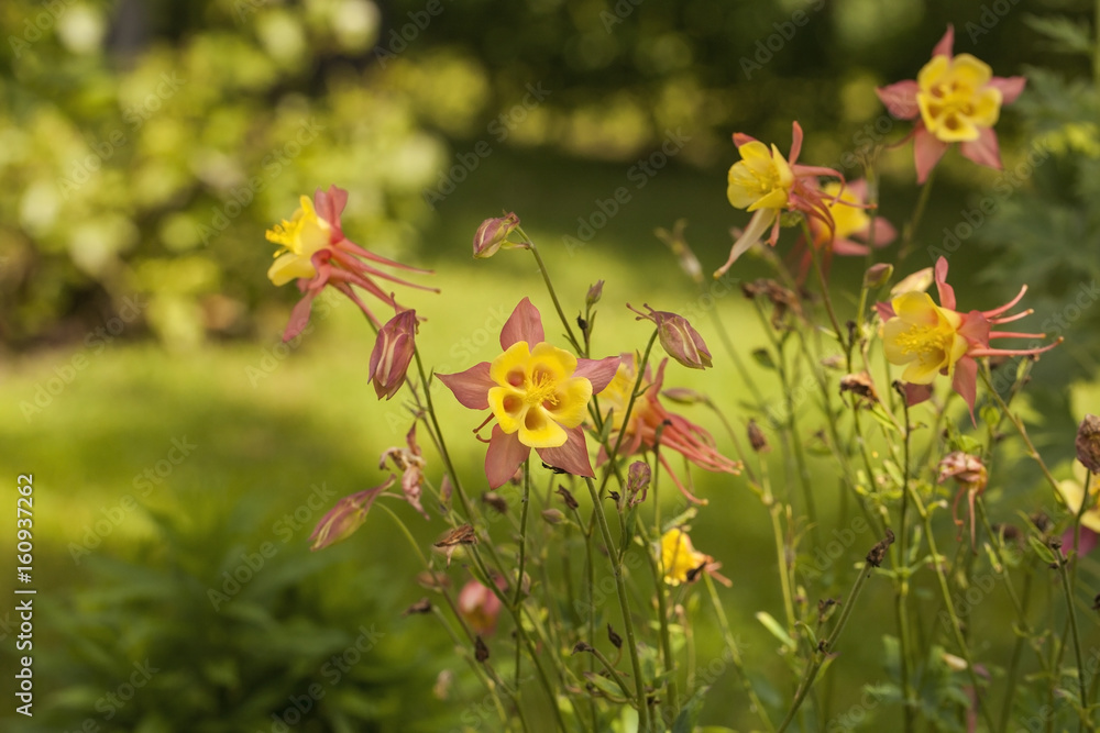 Obraz premium Aquilegia vulgaris L. (orlik europejski, orlik pospolity, ślepa babka, czepek babci) to gatunek orlika pochodzącego z Europy