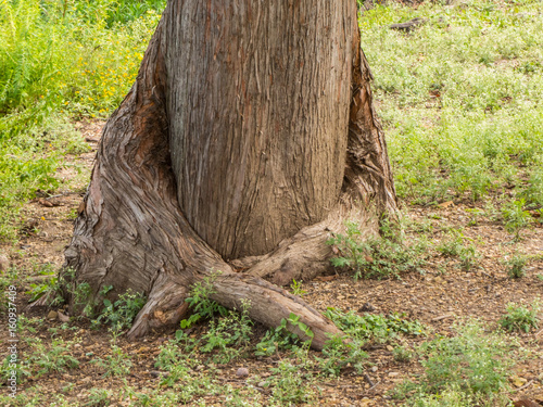 Canvas Print cypress tree trunk and surface roots bear a resemblance to a body with arms