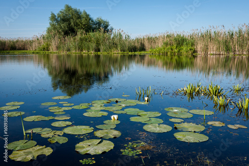 Water lilies and reeds in the Danube Delta (Romania)