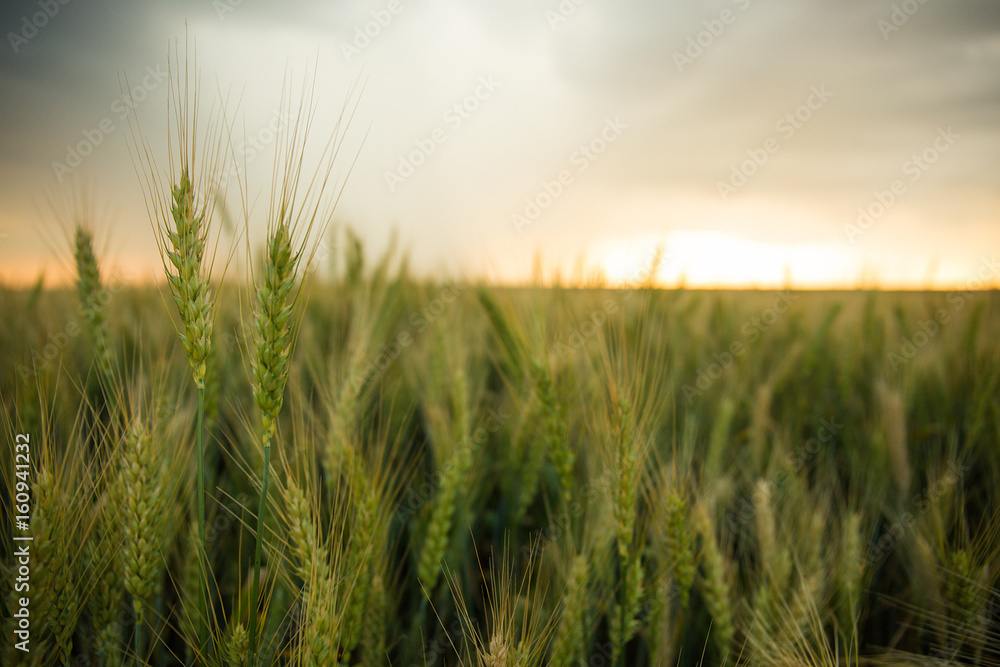 Obraz premium Spikelets of wheat in a field with grain, against a background of gray, blue, storm clouds, summer. The pouring rain is coming.