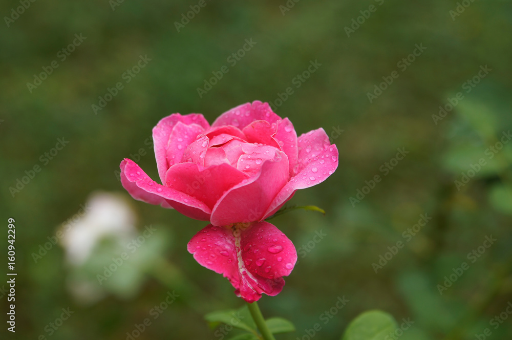 Romantic floral background. Flower. Rose closeup on green.