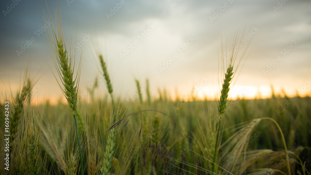 Spikelets of wheat in a field with grain, against a background of gray, blue, storm clouds, summer. The pouring rain is coming. Spikelets of wheat in a field with grain, against a background of gray, blue, storm clouds, summer. The pouring rain is coming.