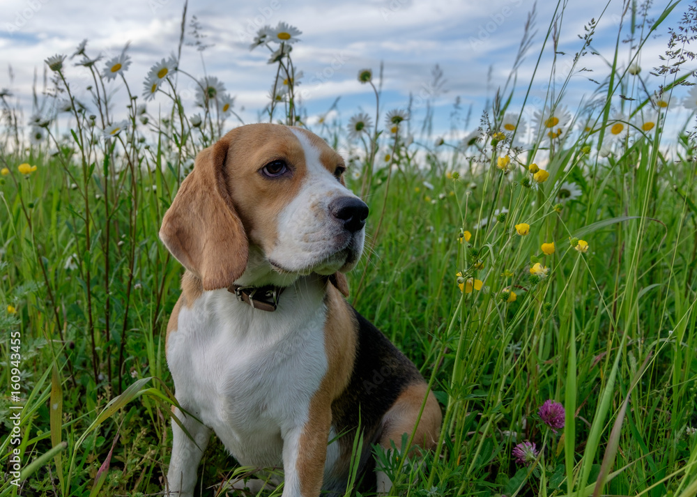 Beagle on a walk among a field of white daisies