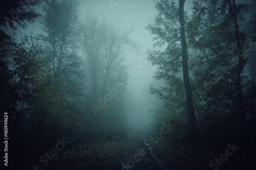 dark scary forest path at night surreal Halloween background © andreiuc88