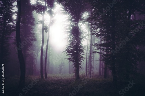 dark woods at night  fantasy forest landscape