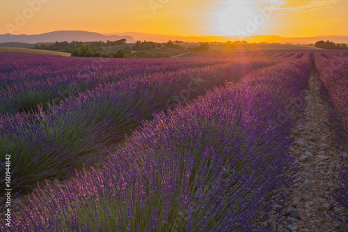 Coucher de soleil sur le champ de lavande en Provence  France. Valensole.