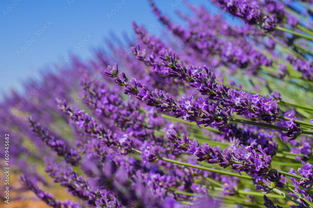 Obraz premium Lavande en période de floraison, gros plan. Provence, France.