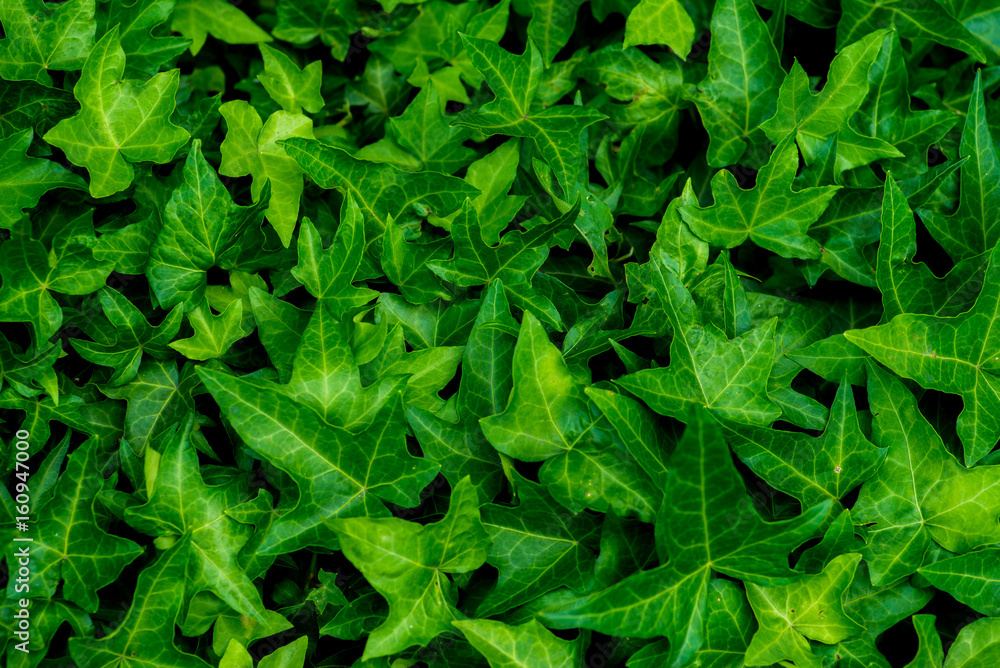 Dense thickets of ivy for background Dense thickets of ivy for background