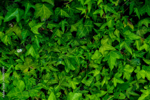 Wallpaper Mural Dense thickets of ivy for background Torontodigital.ca