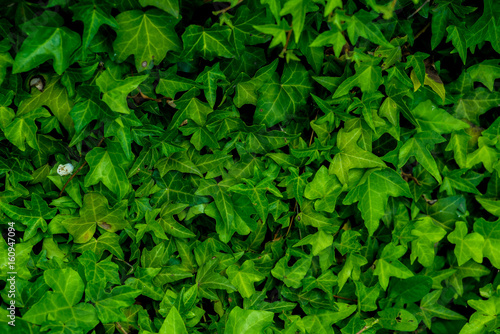 Dense thickets of ivy for background