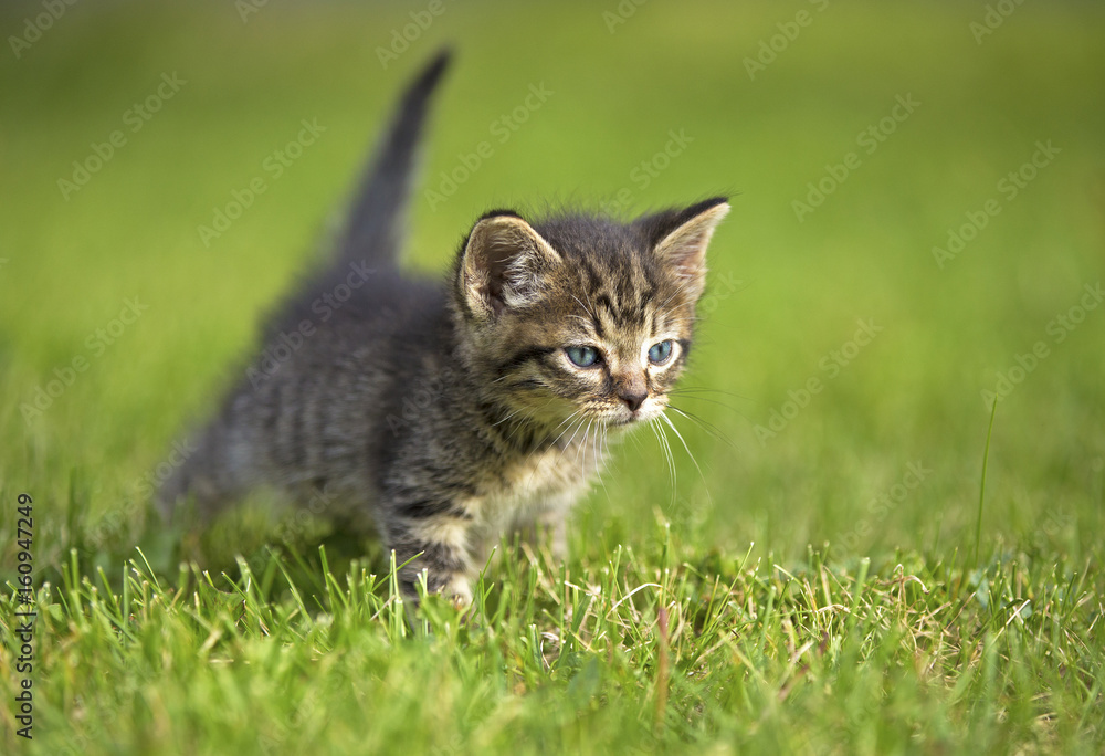 A gray striped kitten A gray striped kitten