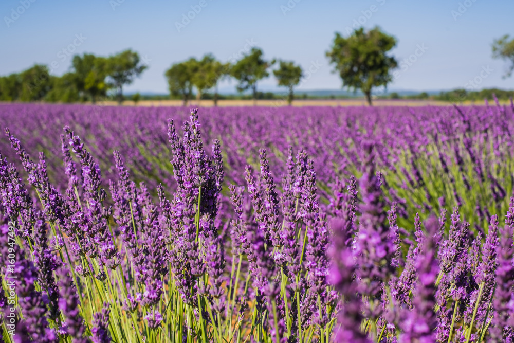 Naklejka premium Champ de lavande, Provence, France.