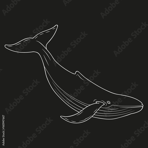 Whale vector illustration.