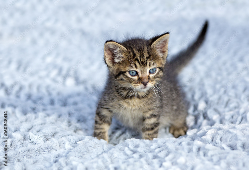 A gray striped kitten