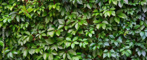 Ivy on a wall © Minerva Studio
