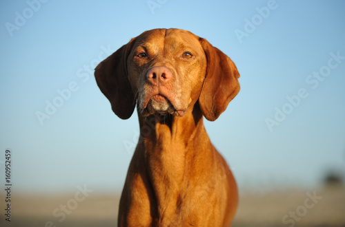 Vizsla dog portriat