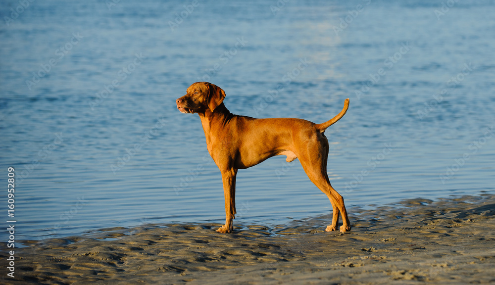 Vizsla dog standing on ocean shore looking proud Vizsla dog standing on ocean shore looking proud