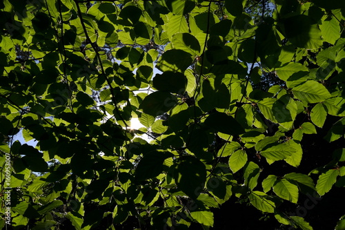 Blätterdach aus Buchenblättern (Fagus sylvatica)