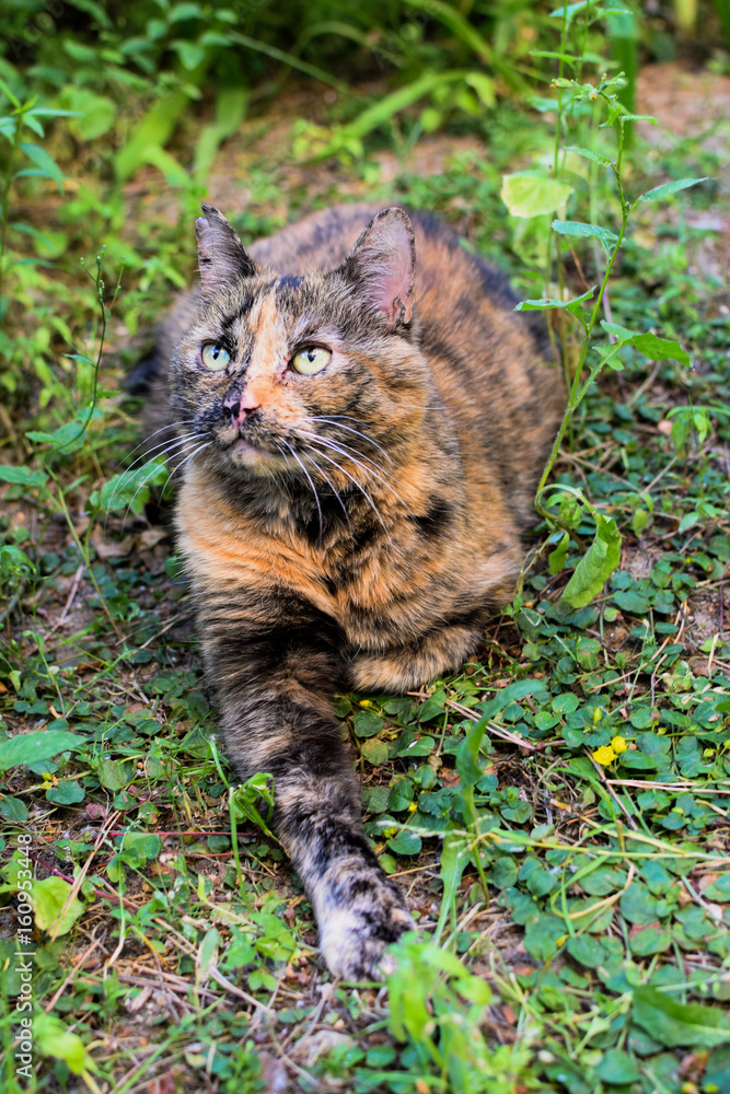 Obraz premium Cat lying on the grass