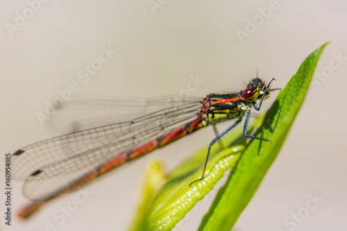 Immature Large Red Damselfly © Jason Wells