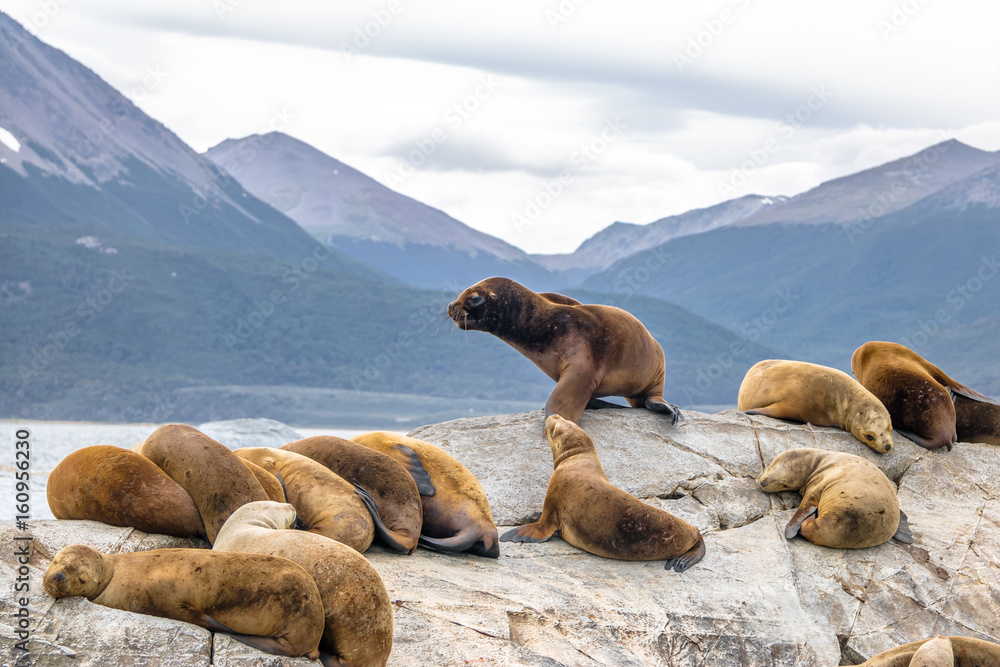 Fototapeta premium Sea Lions island - Beagle Channel, Ushuaia, Argentina