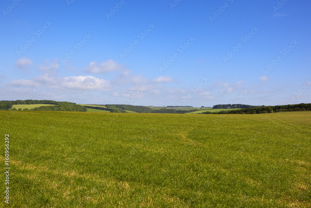 scenic grazing meadow