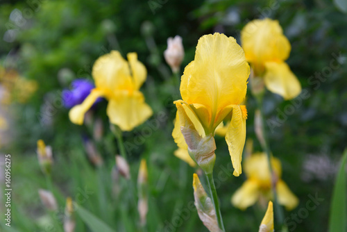 Fototapeta Naklejka Na Ścianę i Meble -  Beautiful yellow irises in the home garden