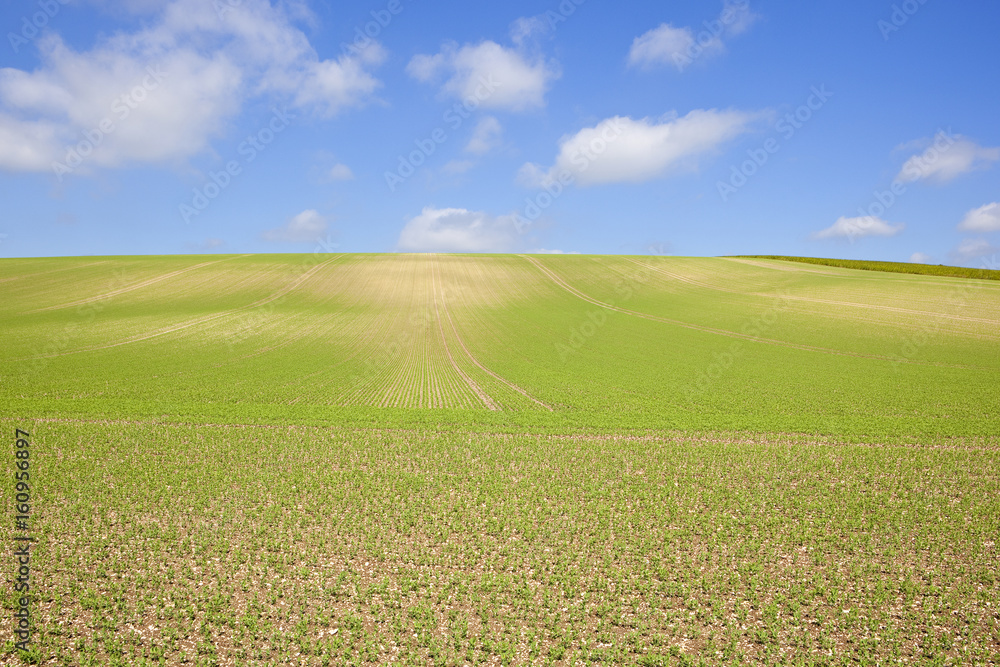 Obraz premium pea crop and blue sky
