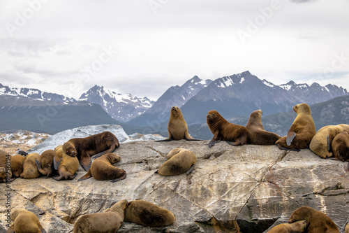 Sea Lions island - Beagle Channel, Ushuaia, Argentina photo