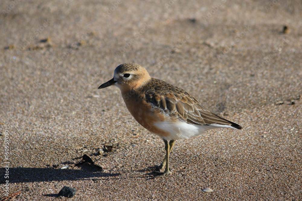 Dotteral Dotteral