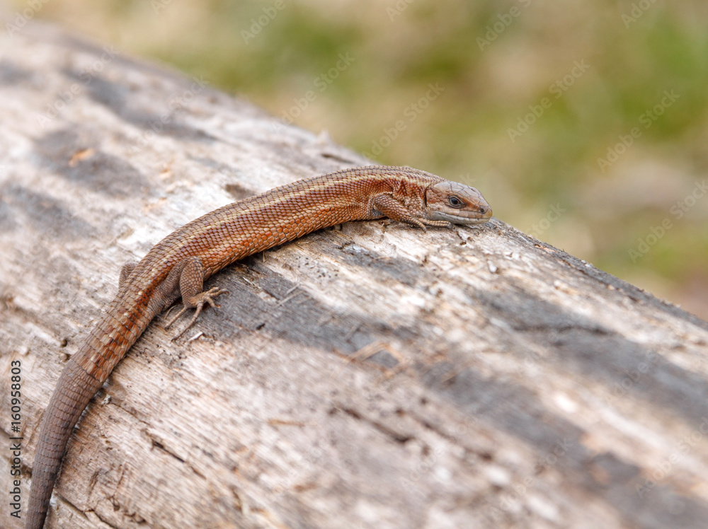 Lizard sitting on old log in nature Lizard sitting on old log in nature