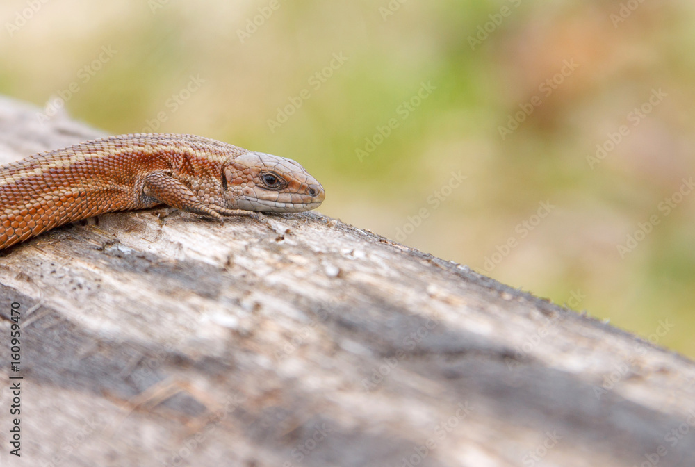 Lizard sitting on old log in nature Lizard sitting on old log in nature