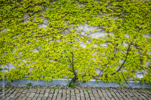 A green leafy wall next to the road.