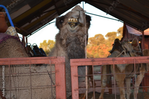 camel