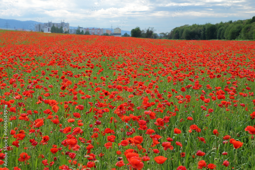 Obraz premium Papaver rhoeas (Common Poppy)