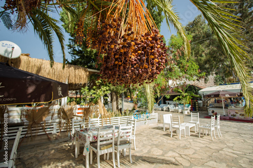 Date palm (Phoenix dactylifera), Turkey photo