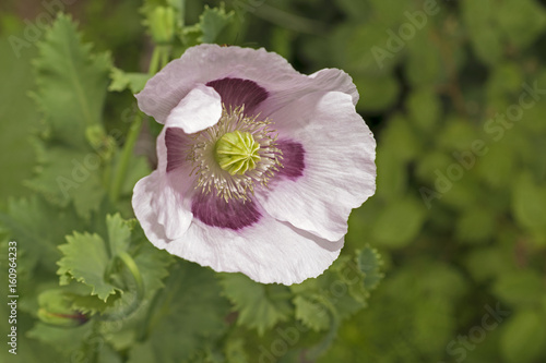 Poppy garden2 photo