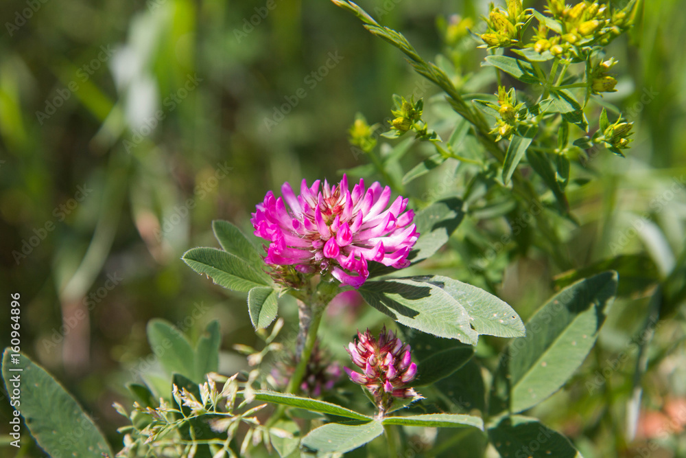 The Red Clover (Trifolium pratense) The Red Clover (Trifolium pratense)