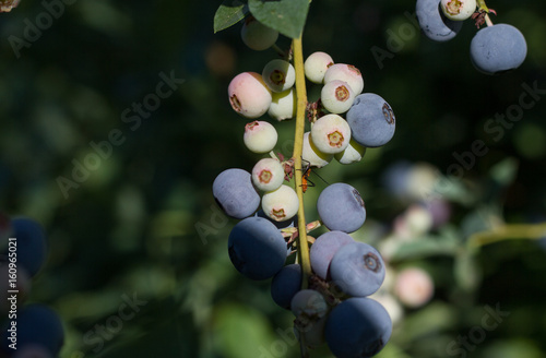 Milkweed Assassin Nymph on Blueberries