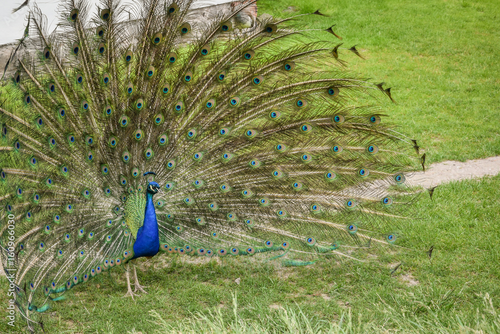Obraz premium beautiful blue peacock with its feathers out