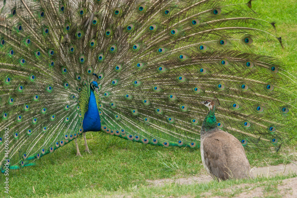 Obraz premium male peacock spreading its tail before female peacock