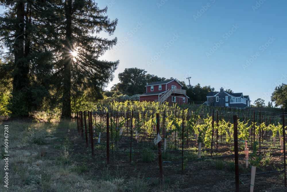 Obraz premium Sunlet Vineyard
